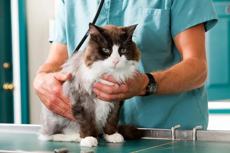 猫の健康診断で不調を早期発見
